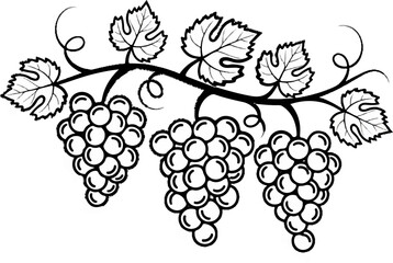 Fototapeta premium Black and white illustration of grapevines with hanging bunches and leaves