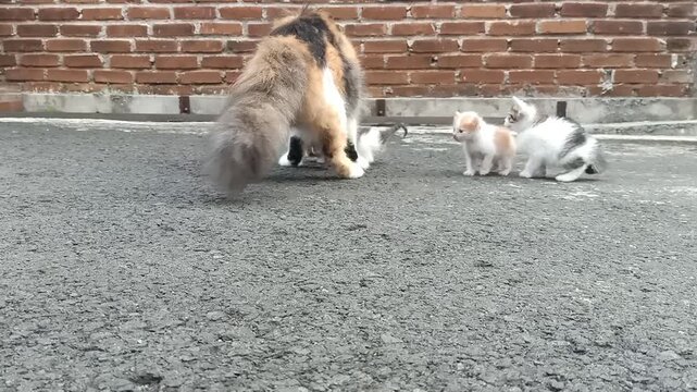 Low angle outdoor footage of a calico mother cat approaching three kittens on asphalt road and interacting with them in a quiet residential street during early morning.
