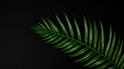 Obraz premium Tropical green leaves on black background