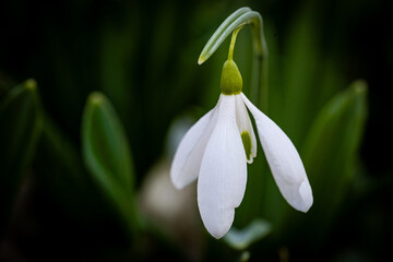Elegant single snowdrop flower blooming against a dark moody green background