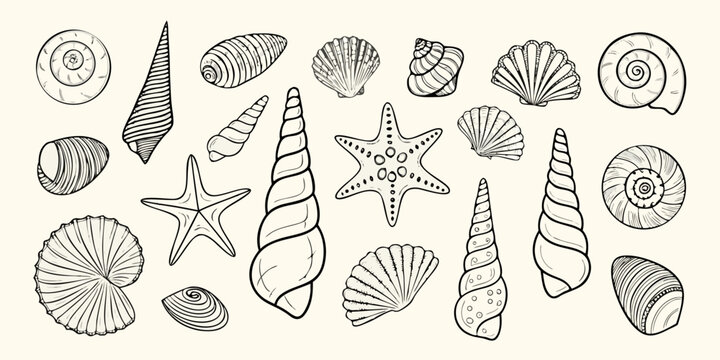 Variety of black and white seashells and a starfish illustration