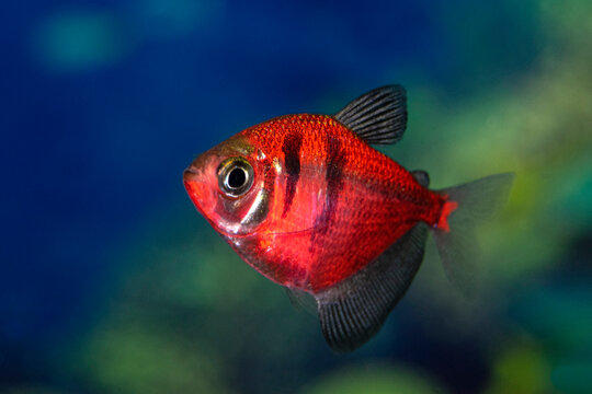 Aquarium  fish-ternetzi swim. The Latin name Gymnocorymbus ternetzi. Close-up, blue background. One fish is with black stripes.