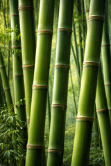 Fototapeta premium green bamboo background