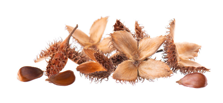 Beechnuts seeds isolated on white background. European beech nuts or Fagus sylvatica. Clipping path.