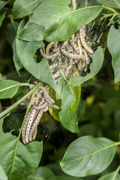 Pfaffenh&uuml;tchen-Gespinstmotte (Yponomeuta cagnagella)