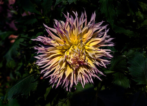 View of dahlia in the garden. Variety - Lindsay Michelle