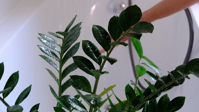 Zamioculcas zamiifolia houseplant it stands under water jets in bathroom for washing. Care of potted plants, watering, dusting, humidification
