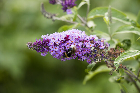 Keusche Kuckuckshummel (Bombus (Psithyrus) vestalis)