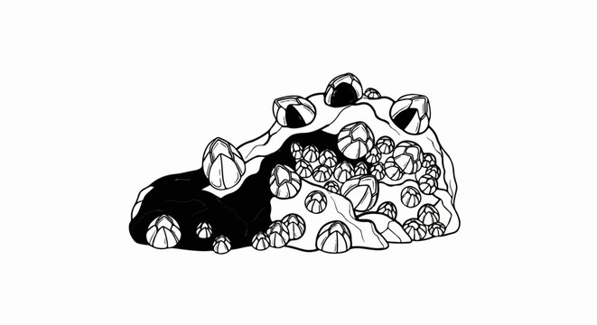 A black and white line drawing of a cluster of barnacles on a rock