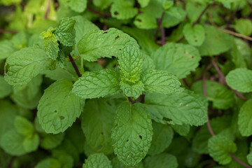 Close-Up of Fresh Mint Leaf Tips Growing on Plant with Vibrant Green Color and Healthy Texture © Latthaphon