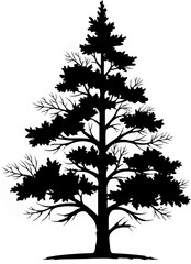 Obraz premium Silhouette of a tall evergreen tree with delicate branches against a white background