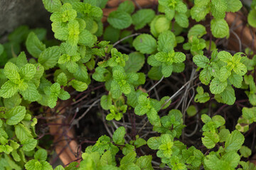 Close-Up of Fresh Mint Leaf Tips Growing on Plant with Vibrant Green Color and Healthy Texture © Latthaphon