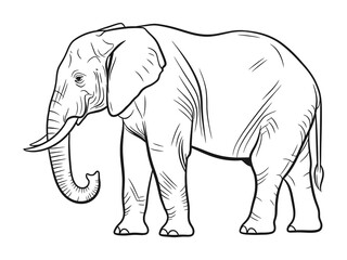 Fototapeta premium Elephant line art drawing vector