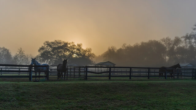Beautiful horses in the Ocala morning fog