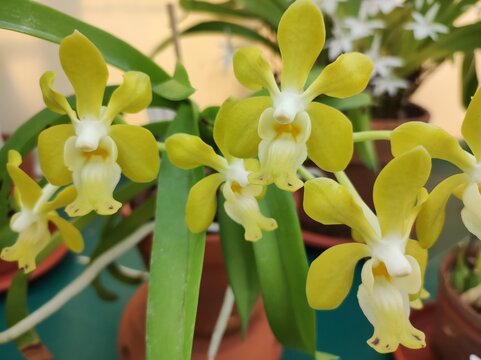 Vanda denisoniana yellow orchid
