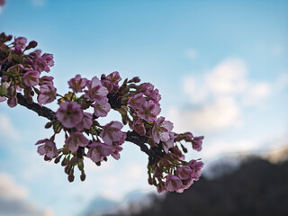 春の目覚め。朝陽を浴びて輝く河津桜の枝先 © かめです