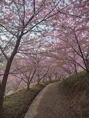 春の隠れ家。桜のトンネルが続く幻想的な小道