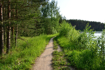 Winding Dirt Path Through a Green Forest by a Lake in sunset copy space