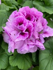 Pink royal pelargonium flowers with green leaves in pots at garden center, blooming regal geranium plants close up, ornamental decorative flowers for balcony, garden and home.