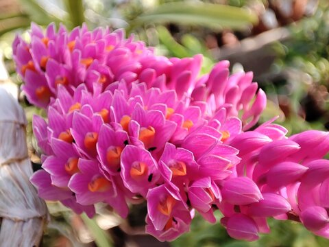 Dendrobium secundum purple orchid, closeup