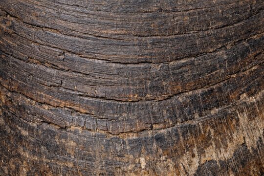 Horse Hoof Texture Seamless Pattern. Close-up equine hoof surface detail. Natural keratin hoof material design. Realistic horse hoof texture background. Detailed macro close-up. Hoof pattern.