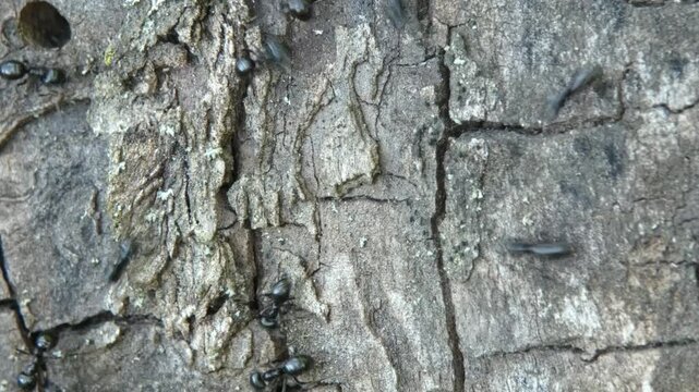 Black ants Lasius niger scurrying over cracked tree bark, camera tilt, close-up, natural lighting. Hard Work and Intricacy.