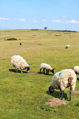 Obraz premium Sheep grazing beside the Cotswold Way National Trail on Cleeve Hill Common near Cheltenham, Gloucestershire, England UK
