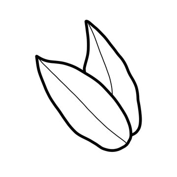 yanang leaf herb spice kitchen cure organic line hand drawn black and white silhouette outline
