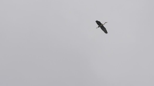 Solitary Crane Flying Through Misty Fog