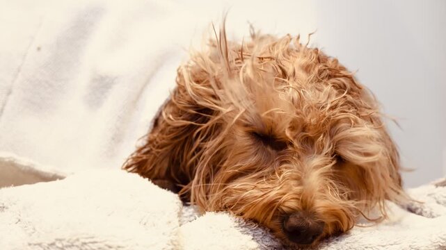 Wet Cockapoo dog relaxing and falling asleep on white towel after bath &mdash; cozy sleepy pet grooming video horizontal
