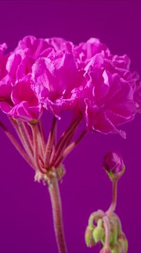 Vibrant magenta geranium cluster on purple background, ruffled petals with dew, bold saturated color, dramatic studio lighting for highimpact floral