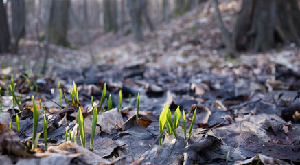 Pierwsze wiosenne liście czosnku niedzwiedziego  w starym lesie © kubikactive