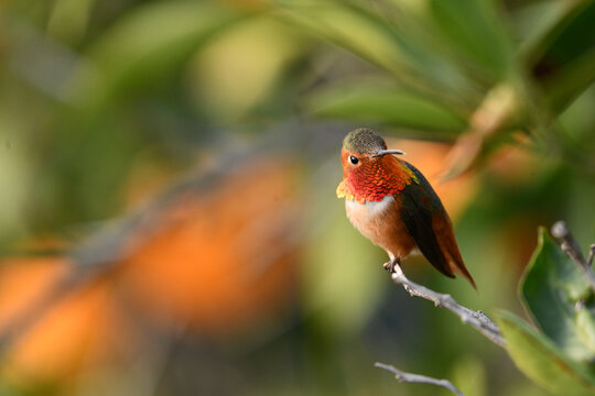 Orange Anna's Hummingbird Perched Citrus Tree Angry