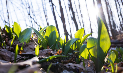 Pierwsze wiosenne liście czosnku niedzwiedziego  w starym lesie © kubikactive