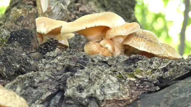 Group of forest mushrooms on mossy stump with crawling ants Lasius niger, close-up, natural lighting. Sustainability and Purity.