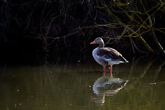 Eine Graugans steht im seichten Teichwasser in der N&auml;he des Ufers