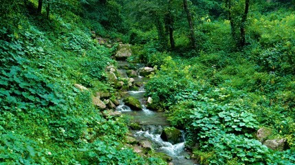 Obraz premium Stream flowing through lush green forest with abundant foliage and rocks