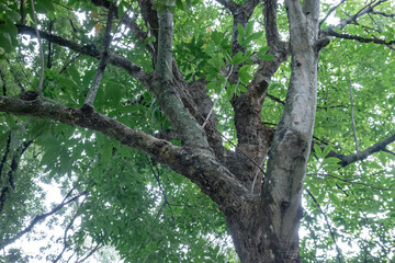 Fototapeta premium Low angle view of branching trunk under leafy shade. Upward woodland perspective with textured bark and limbs. Mature tree structure spreading beneath a fresh canopy. 