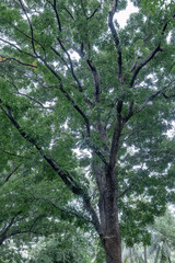 Fototapeta premium Towering woodland tree with branching crown and airy foliage. Vertical forest giant rising beneath soft daylight sky. Mature trunk reaching upward through dense leafy canopy.
