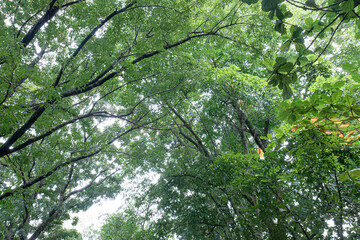 Fototapeta premium Overhead foliage web spreading across bright woodland sky. Interlaced branches forming sheltered canopy perspective. Upward forest view highlighting layered leaves and lines. 