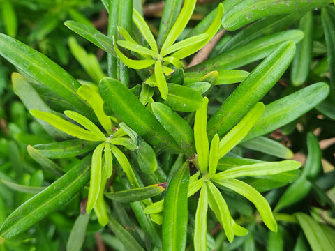 Leaves of Podocarpus Macrophyllus, plant, up close. Also known as Lohansung, Yew Plum Pine, or Buddhist Pine, this conifer and evergreen tree in the Podocarpaceae family has dense, columnar leaves.