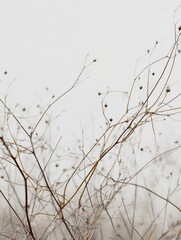 Abstract Lines of Dried Grass Stretch Against a Clear Sky, Showing a Minimalist Design and High-Key Lighting in the Scene