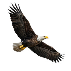 Fototapeta premium Bald eagle soaring with wings spread wide in flight isolated on a transparent background bird