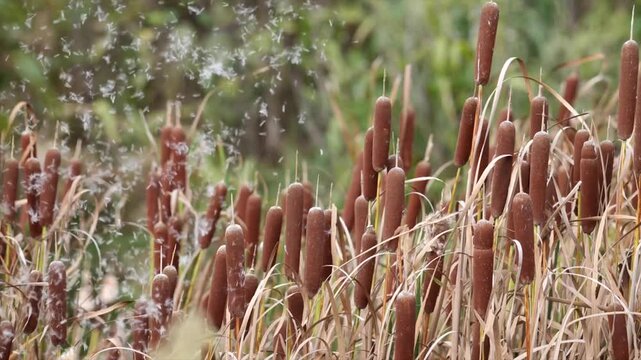 Cattails in Marsh Wetland Close-Up