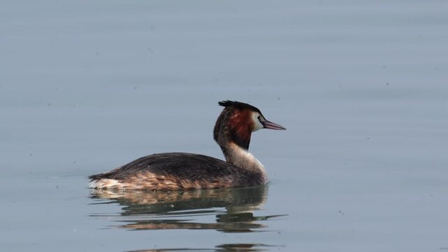 Great crested grebe (Podiceps cristatus), swims and dives in slow motion