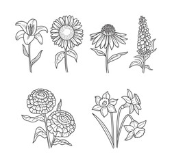 Black and white line collection of various blooming flowers lily sunflower © Mohammad