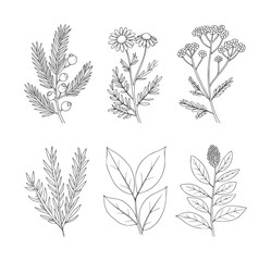 Fototapeta premium Six black and white botanical line of plants and leaves leaf