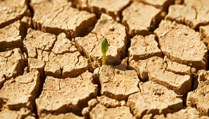 Fototapeta premium Tiny Green Sprout Growing in Dry Cracked Earth Symbolizing Hope and Resilience