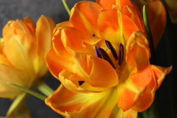 Obraz premium beautiful orange peony tulips in water drops on a dark background in the flower shop. Wonderful floral background. Postcard. March 8th. Delicate petals. Close-up of a tulip bud. Spring flowers. Tulip