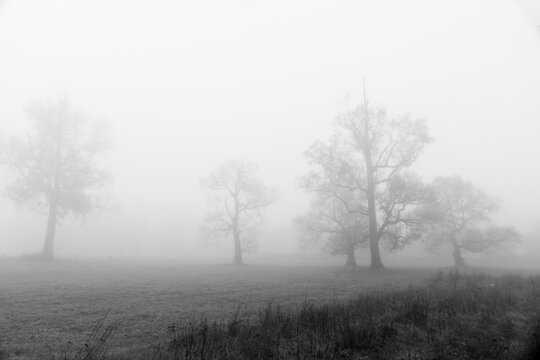 &Aacute;rboles en la niebla